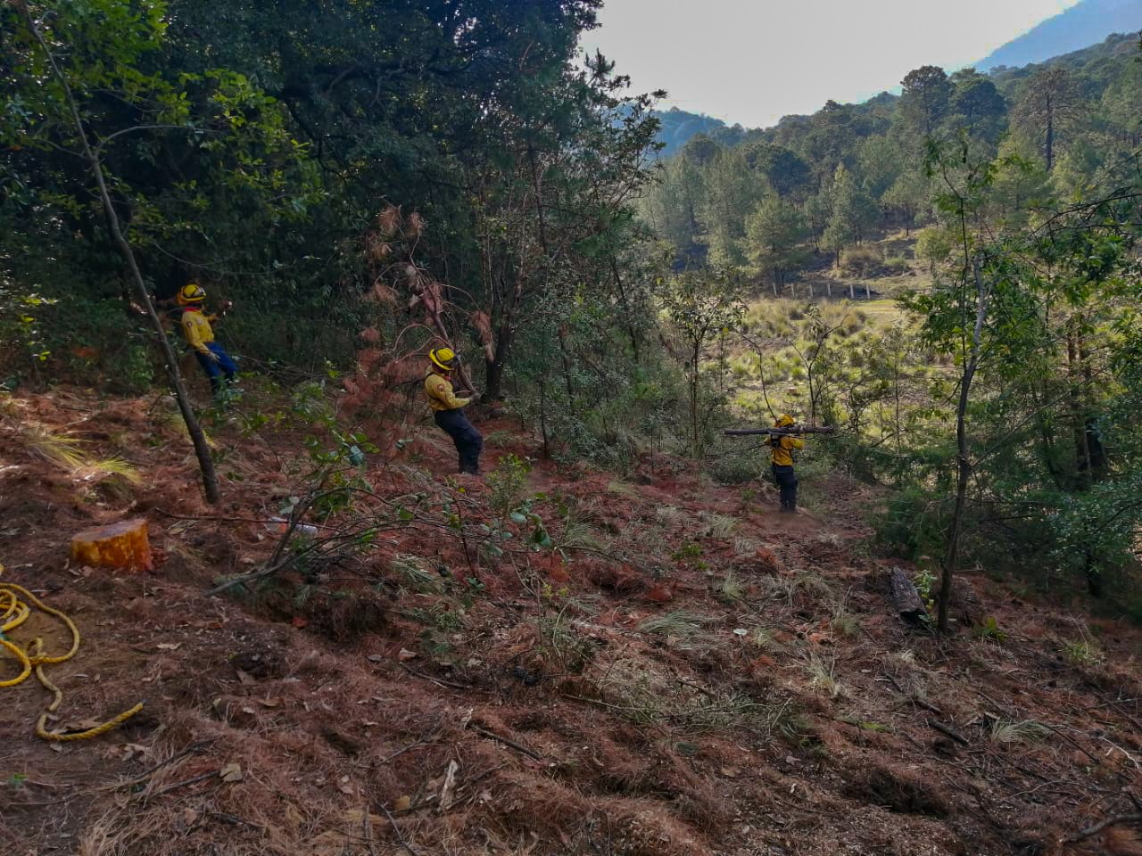 Se lleva a cabo saneamiento forestal en Bosques de Tlalpan