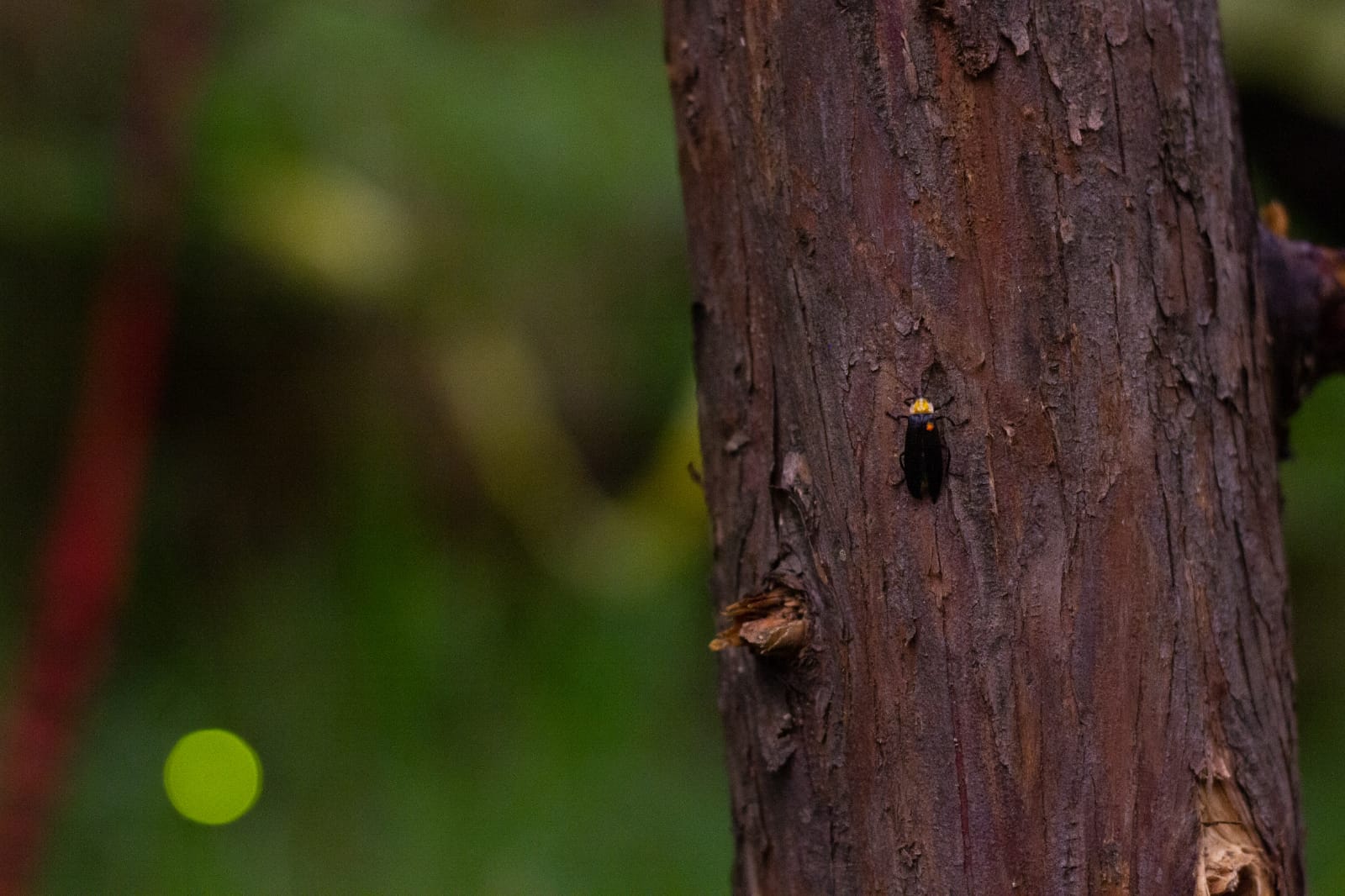 Segundo Festival de Luciérnagas se realizará en Bosque de Tlalpan