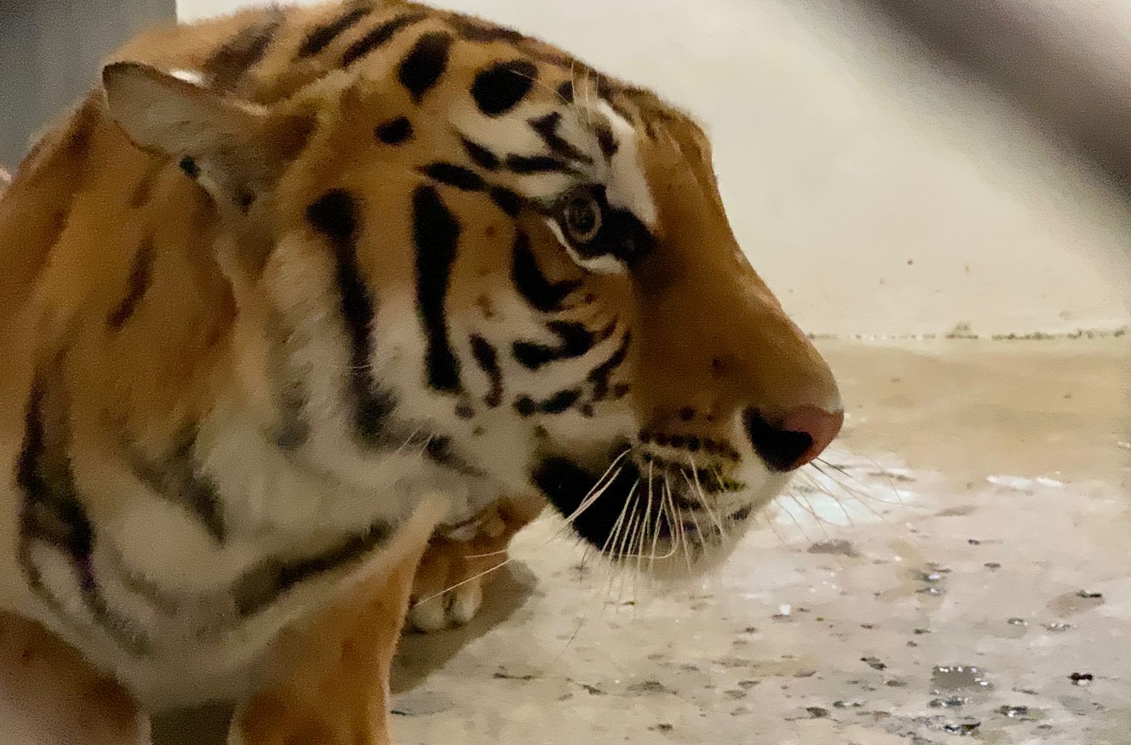 Recibe Zoológico de Chapultepec a 8 felinos rescatados del predio de Ajusco