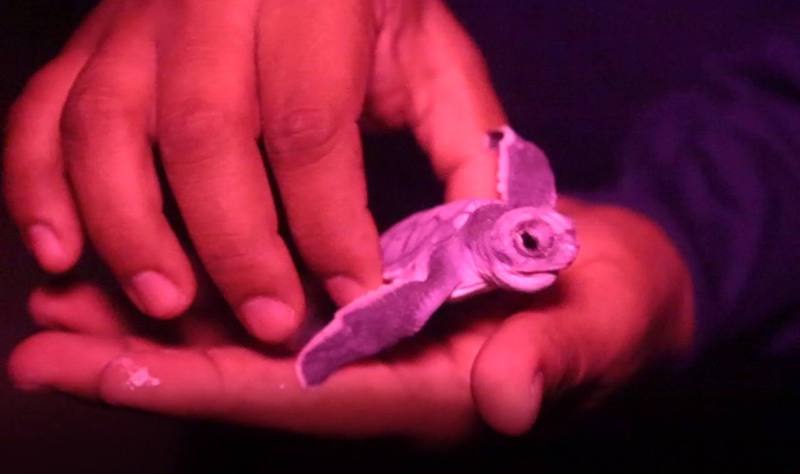 Refrenda gobierno de Benito Juárez compromiso con la conservación de tortuga marina