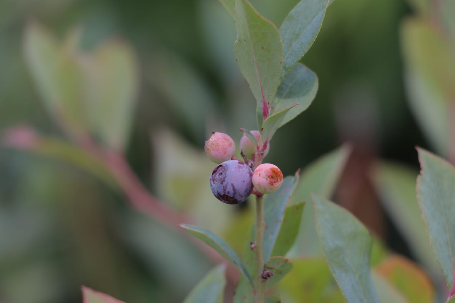 Producción pionera de árboles frutales se realiza en el Vivero San Luis Tlaxialtemalco