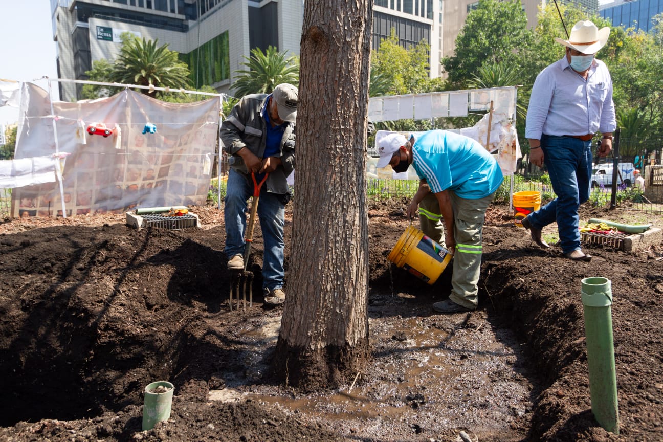 Fortalecen raíces del ahuehuete plantado en Paseo de la Reforma