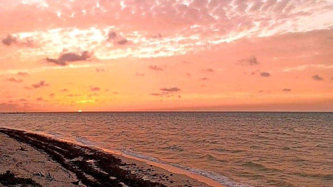 Yucatán mantiene vigilancia sanitaria por presencia de marea roja