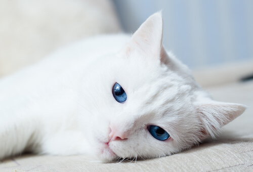 Leucemia felina: enfermedad que pone en riesgo la salud de los gatos