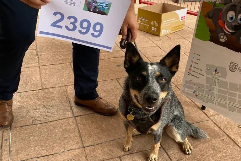 Cuauhtémoc llevará a cabo la carrera “Perritos en Fuga 2.5 K”