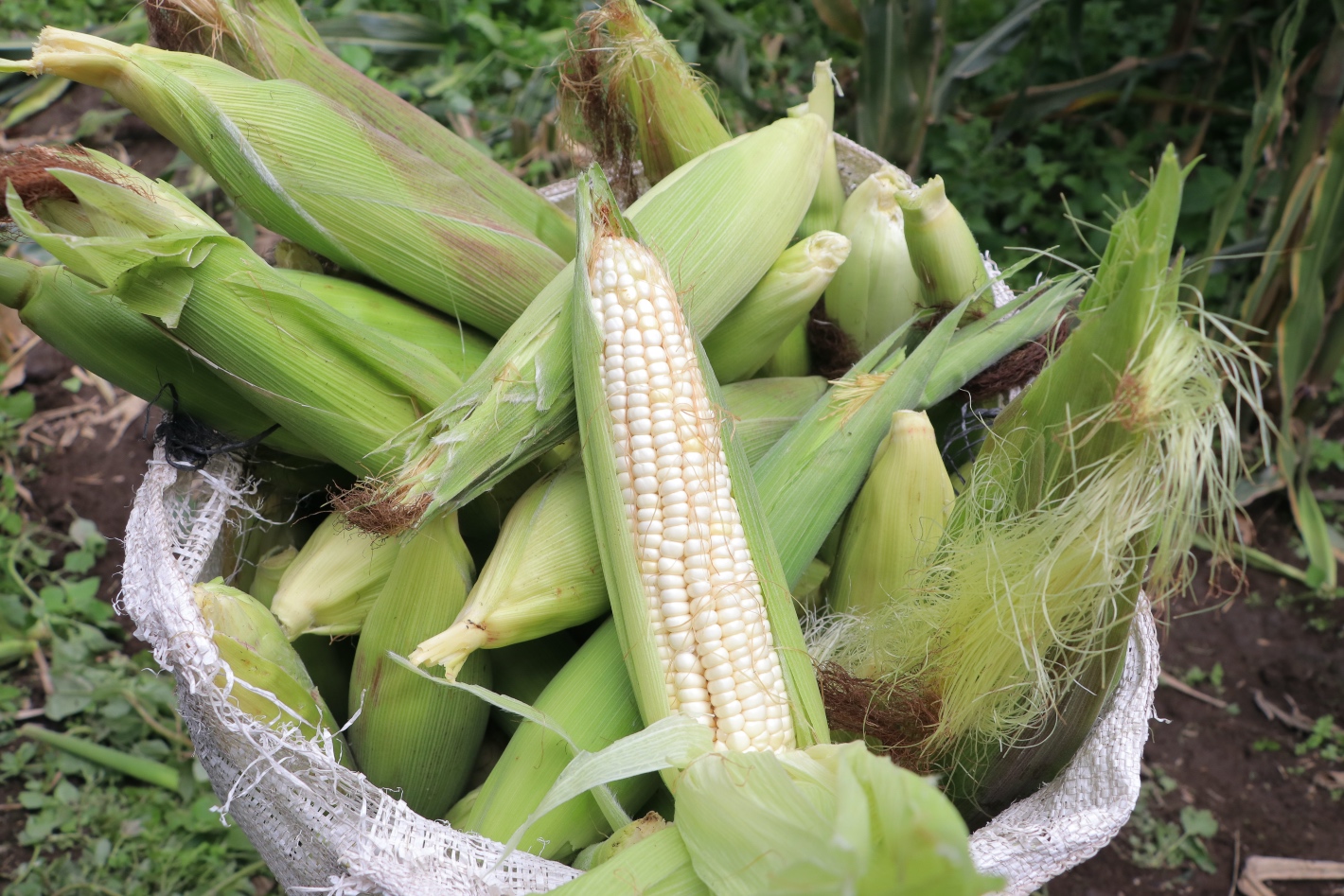 Productores del Suelo de Conservación piden consumir maíz en estas fiestas patrias