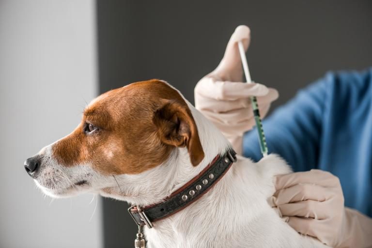 Vacunación animal, la medida más efectiva contra enfermedades como la rabia