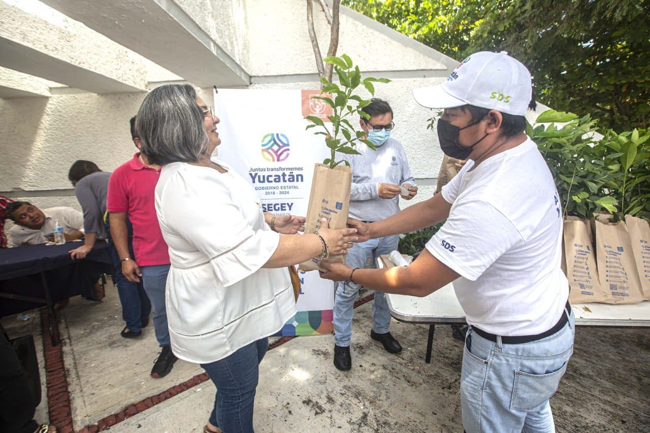 Buscan sembrar más de 300 mil árboles en escuelas de Yucatán