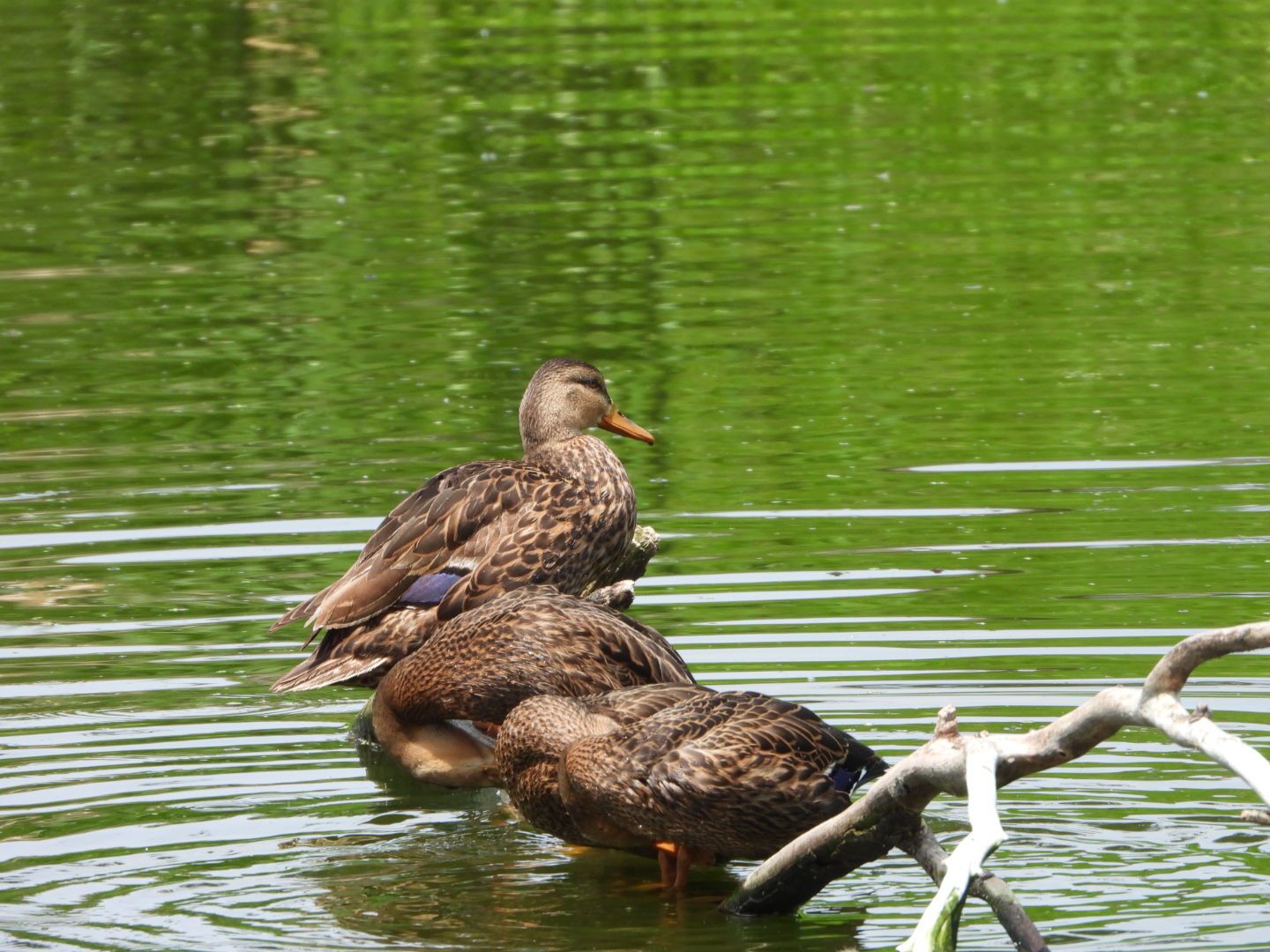 Sedema y UAM Xochimilco se unen por conservación de la fauna