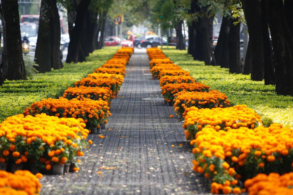 Avenidas de la CDMX han sido adornadas con flores de cempasúchil -  Almomento | Noticias, información nacional e internacional