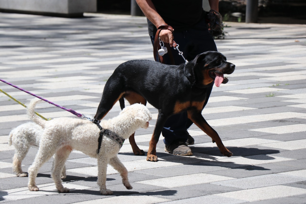 CDMX invita a la ciudadanía a participar en la primera jornada de esterilización masiva internacional