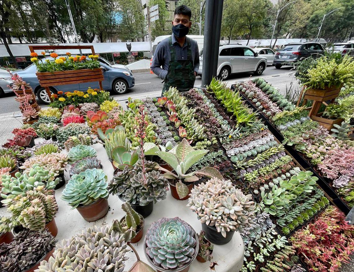 Se inaugura el “Festival Flores de Otoño” en Paseo de la Reforma