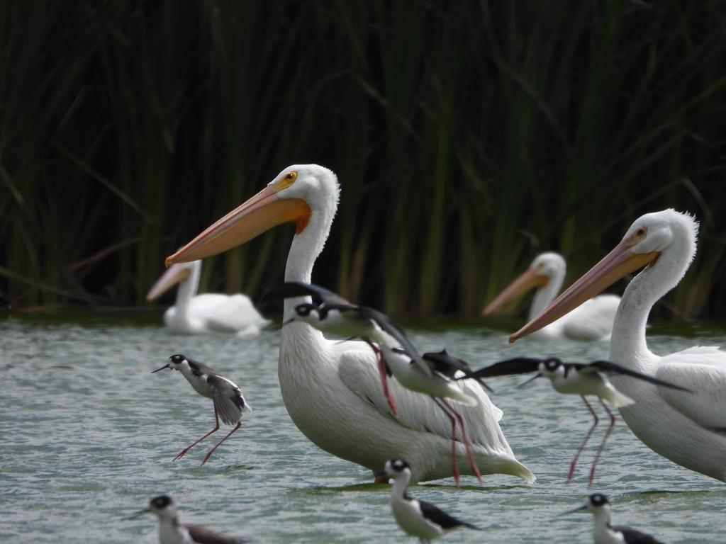 Capitalinos observaron 66 especies de aves durante el XIV Festival Alas Metropolitanas