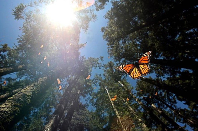 Comienza el arribo de la mariposa monarca a Michoacán