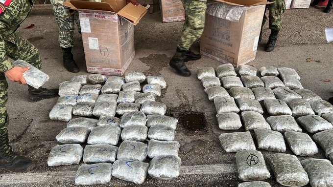 Decomisan más de media tonelada de marihuana en Yucatán