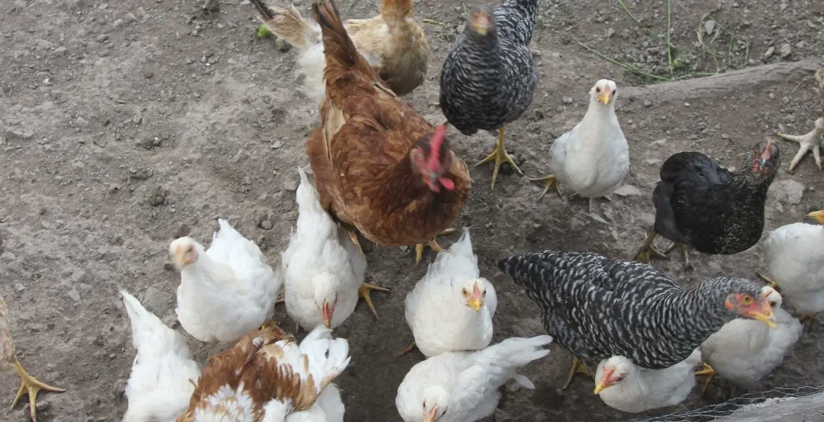 Detectan los primeros casos de gripe aviar en Chihuahua; aplican cerco sanitario