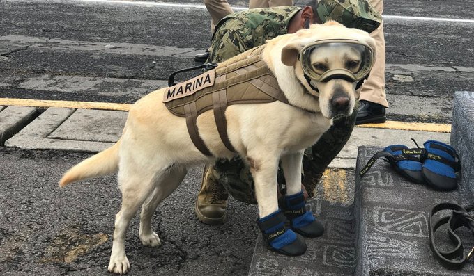 Muere Frida, la perrita rescatista