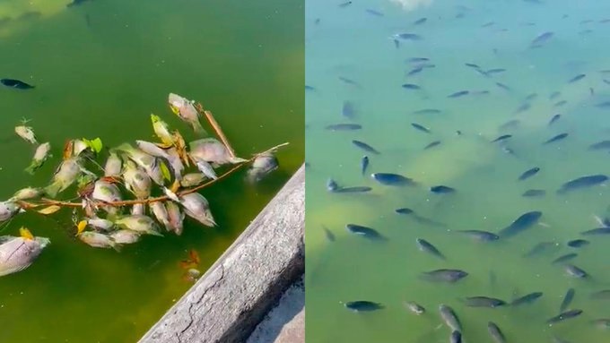 SEDEMA informa de muerte masiva de peces tilapia en Bosque de Chapultepec