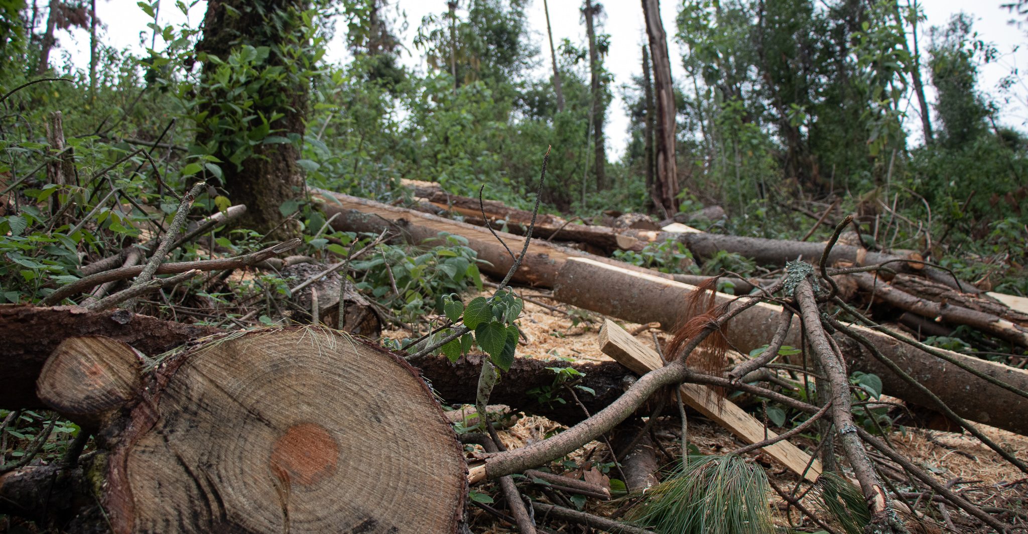 Senado aprueba reforma para incrementar pena de cárcel por tala ilegal de recursos maderables