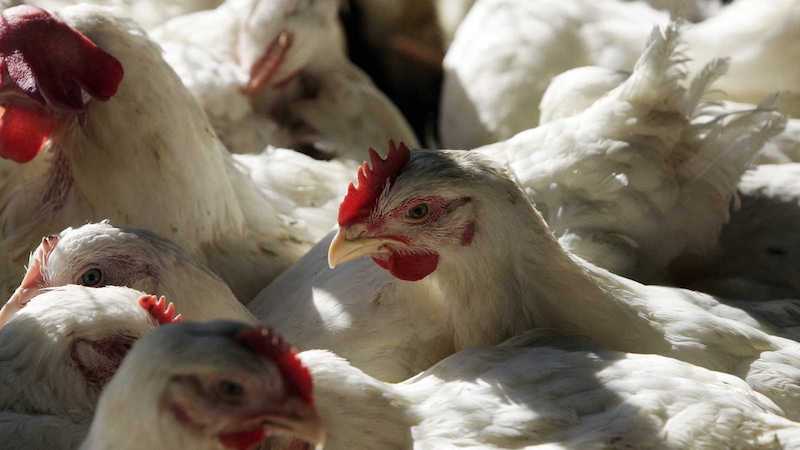 Gripe aviar no nos pone en riesgo: AMLO