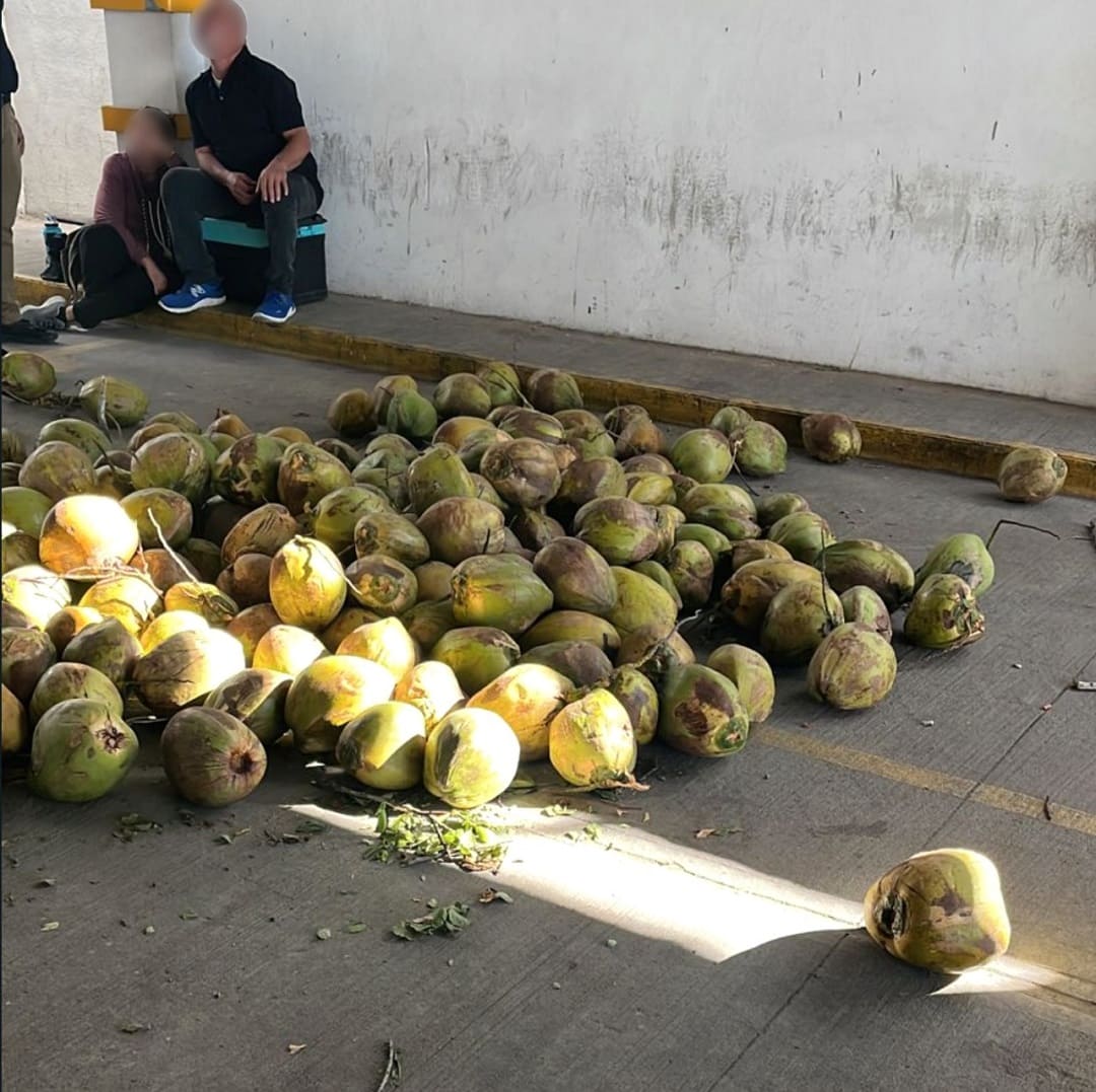 FGR halla 300 kilos de fentanilo escondidos dentro de cocos en Sonora