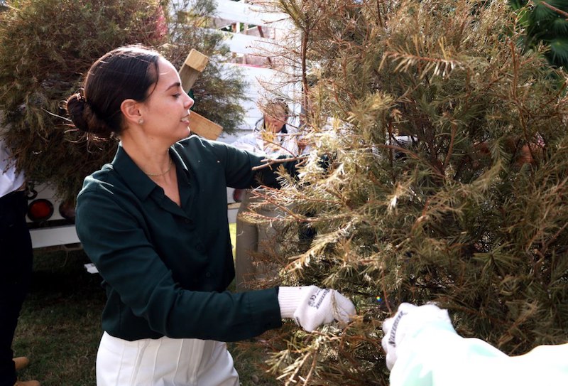 Constata Ana Patricia Peralta arranque de campaña de acopio de árboles de navidad 2023