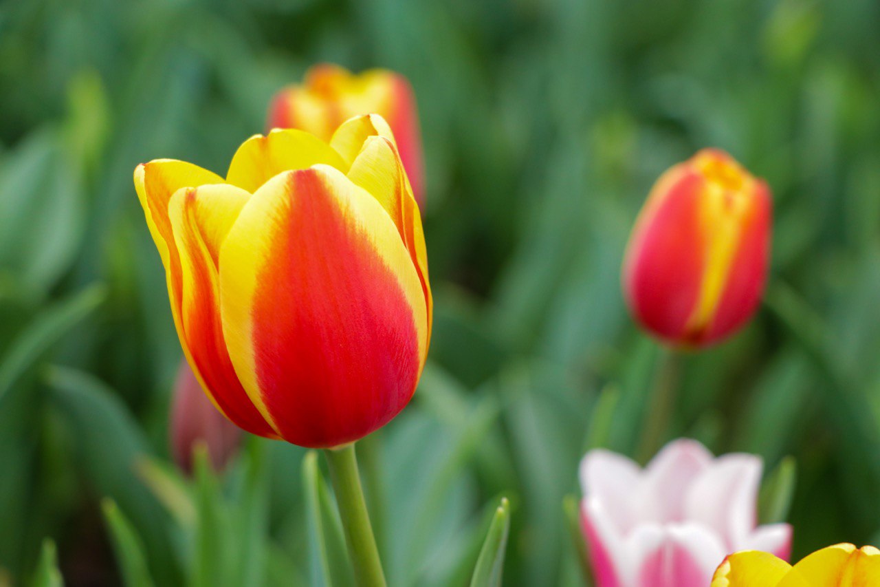 Arranca en suelo de conservación temporada de tulipán