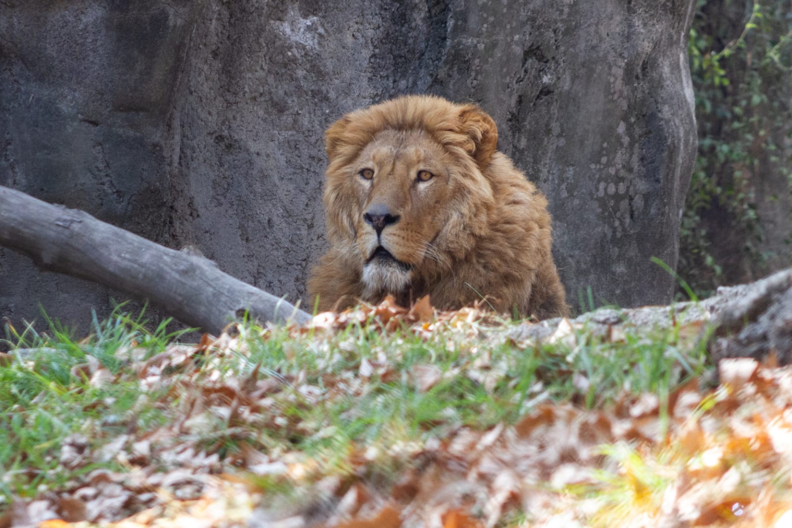 Zoológico de Chapultepec logra recuperación de leones rescatados