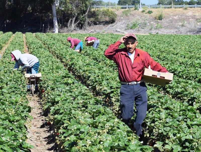 No vamos a abandonar a las y los productores del campo en Jalisco y México: Clemente Castañeda