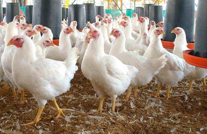 En Yucatán, 15 granjas presentan casos de gripe aviar