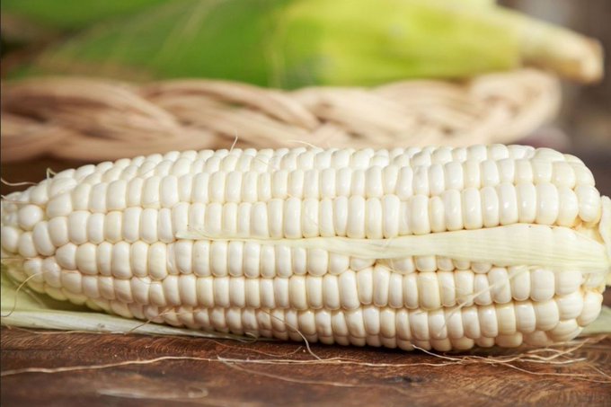 México impone arancel de 50% a exportaciones de maíz blanco