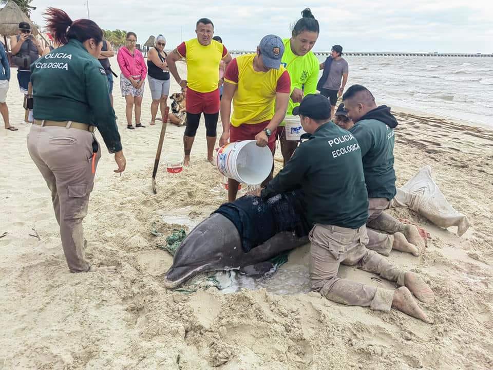 Rescatan a delfín que recaló en playa de Progreso