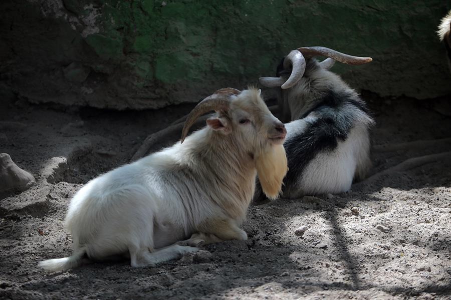 Vendieron, sacrificaron y cocinaron animales en zoológico de Guerrero