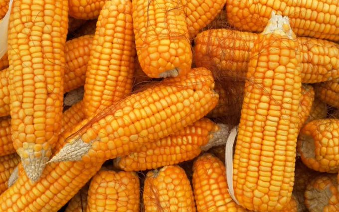 Canadá se une a EU y pide consultas con México sobre maíz transgénico