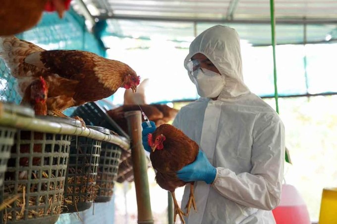 China detecta nuevo caso de gripe aviar H3N8 en un ser humano