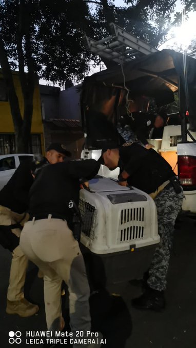 Rescatan a 11 perros maltratados en domicilio de la Alcaldía Miguel Hidalgo