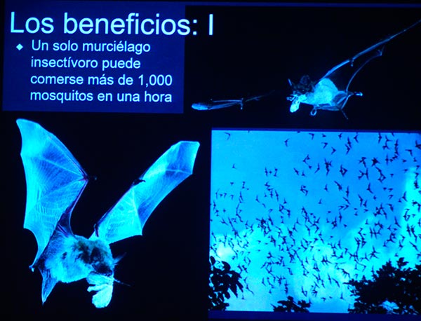 Se han registrado seis avistamientos de grupos de murciélagos en la Ciudad de México
