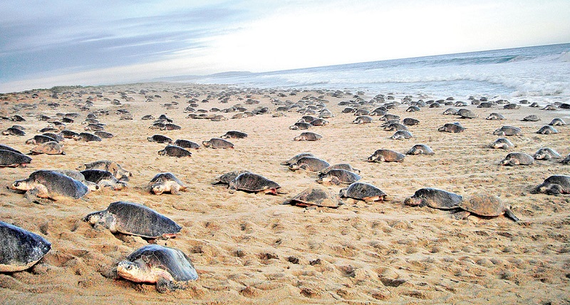 Más de 700 mil tortugas golfinas han llegado al mar con el apoyo de la Alianza WWF-Fundación TELMEX Telcel