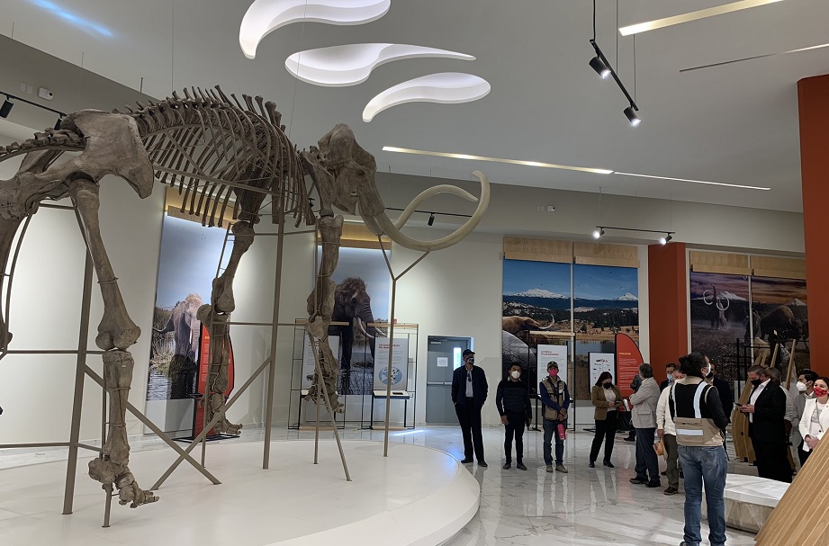 buscan nombre para mamut del Museo Paleontológico de Santa Lucía