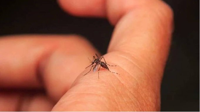 Quintana Roo suma la tercera muerte por dengue de 2023