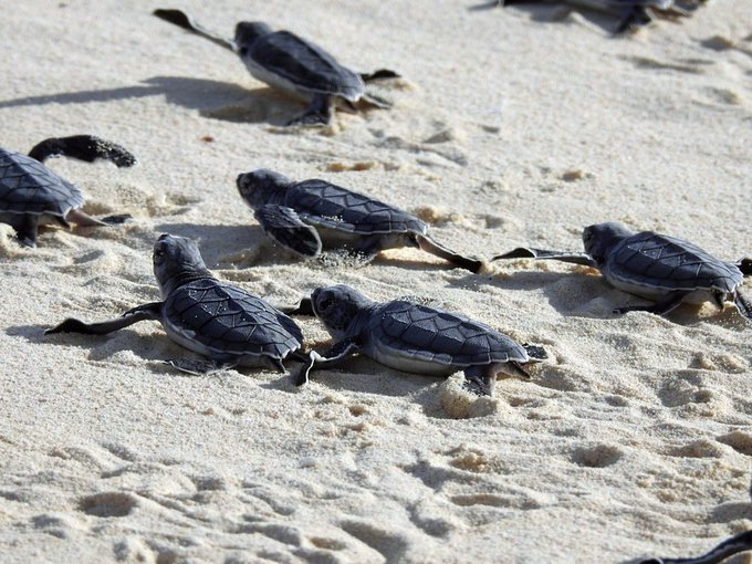 Refuerzan la limpieza de playas de Cozumel por temporada de anidación de tortugas1