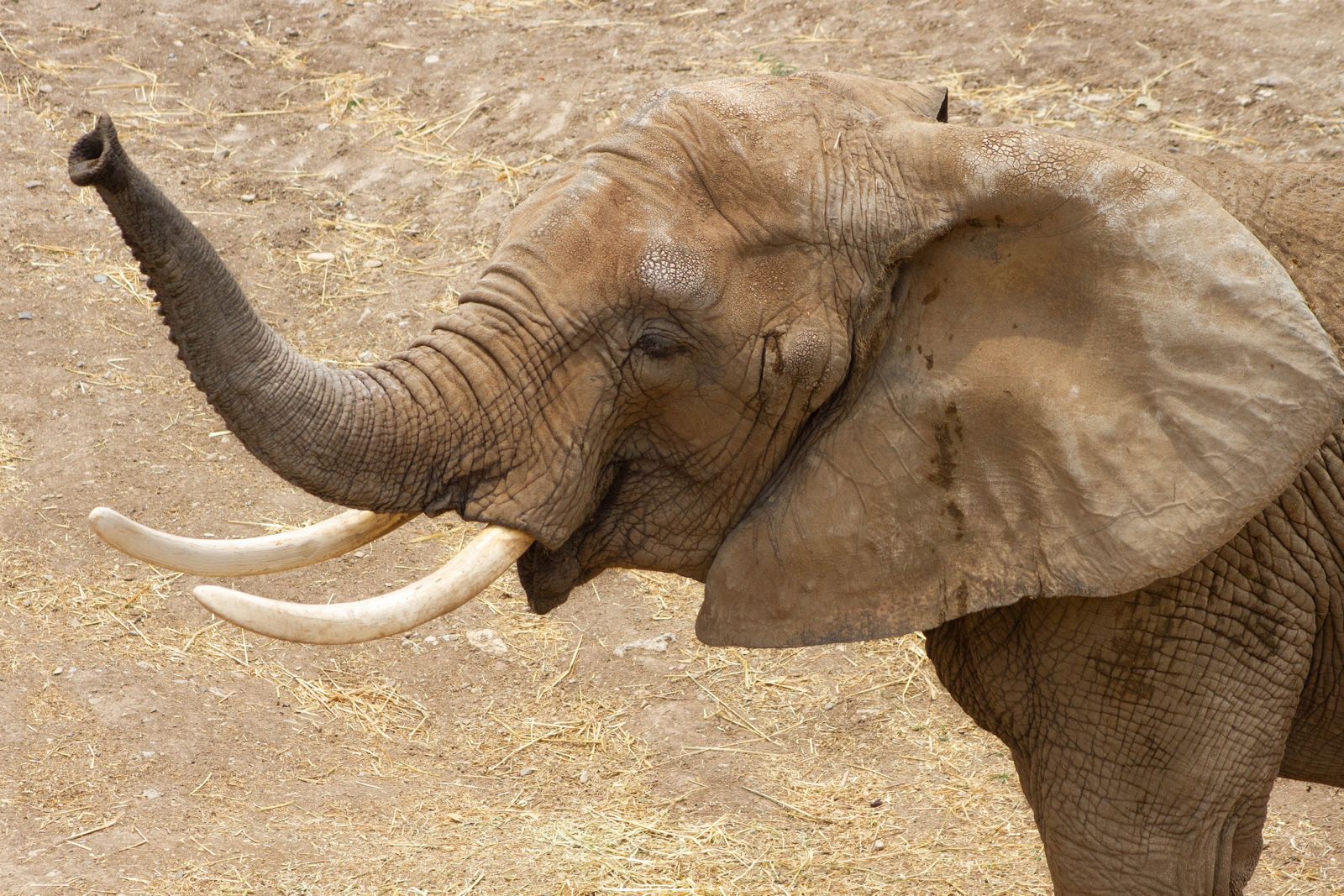 Llega la elefante africana ‘Gipsy’ al Centro de Conservación de San Juan de Aragón