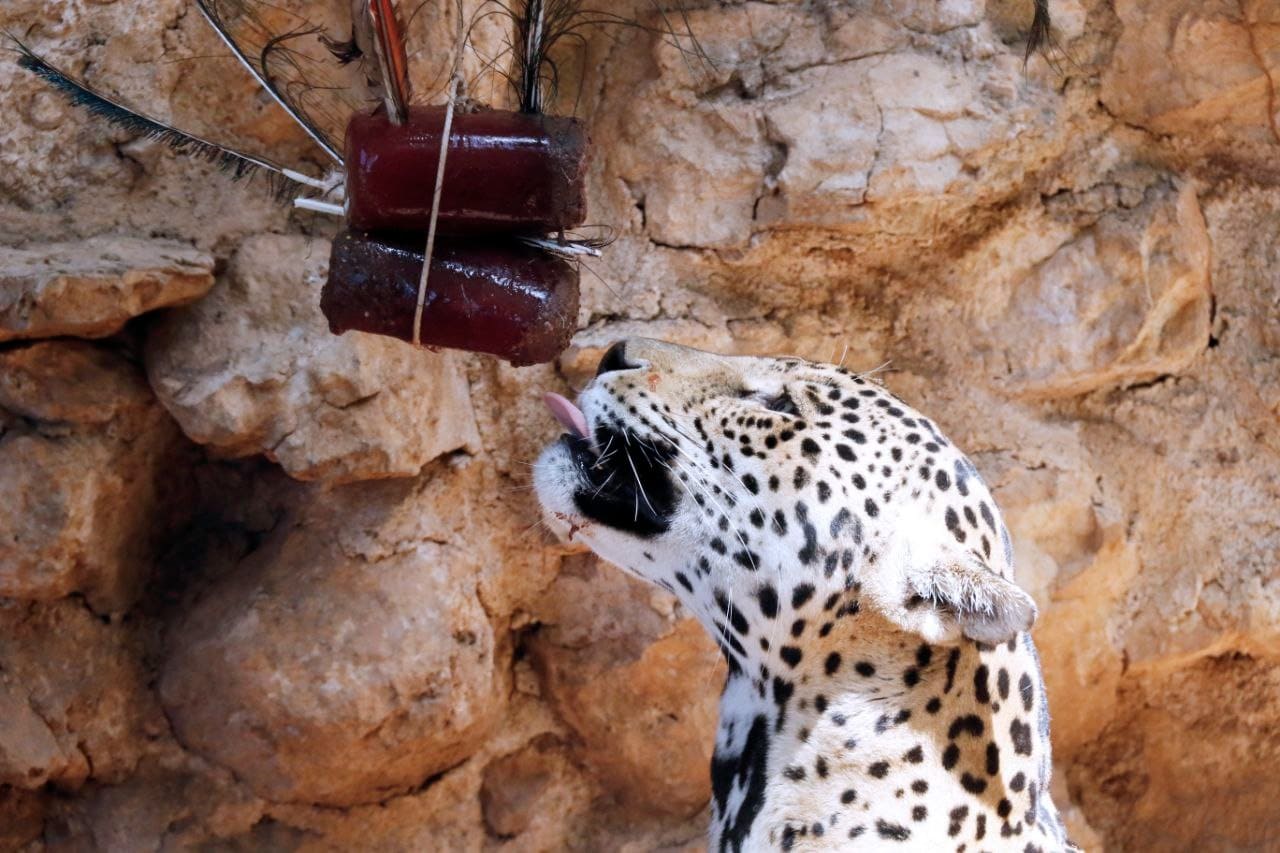 Por ola de calor, dan paletas heladas a animales en zoológicos de Mérida