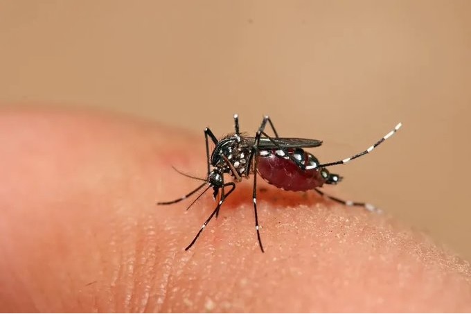 Yucatán suma más de 500 casos de dengue en este 2023