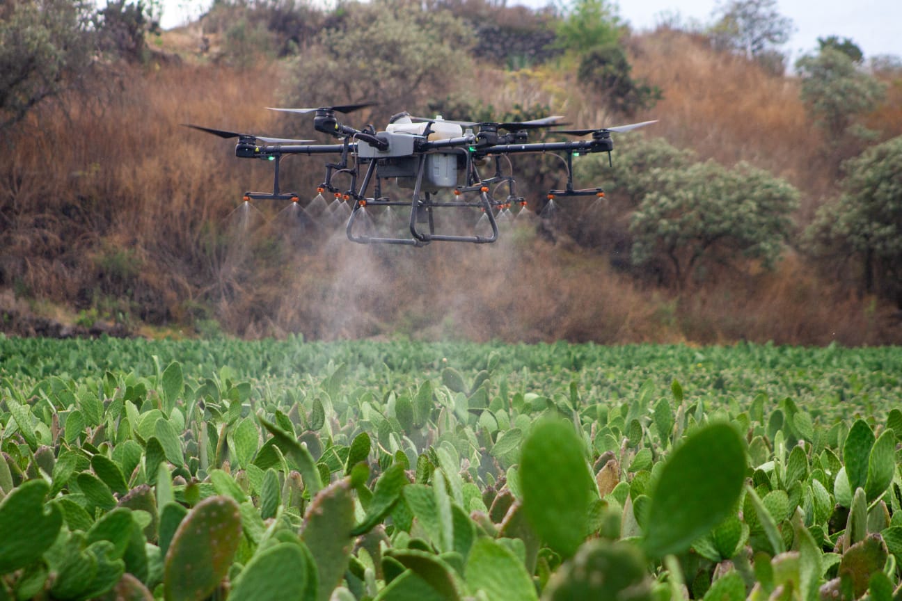 Controla Sedema plagas en nopal con drones