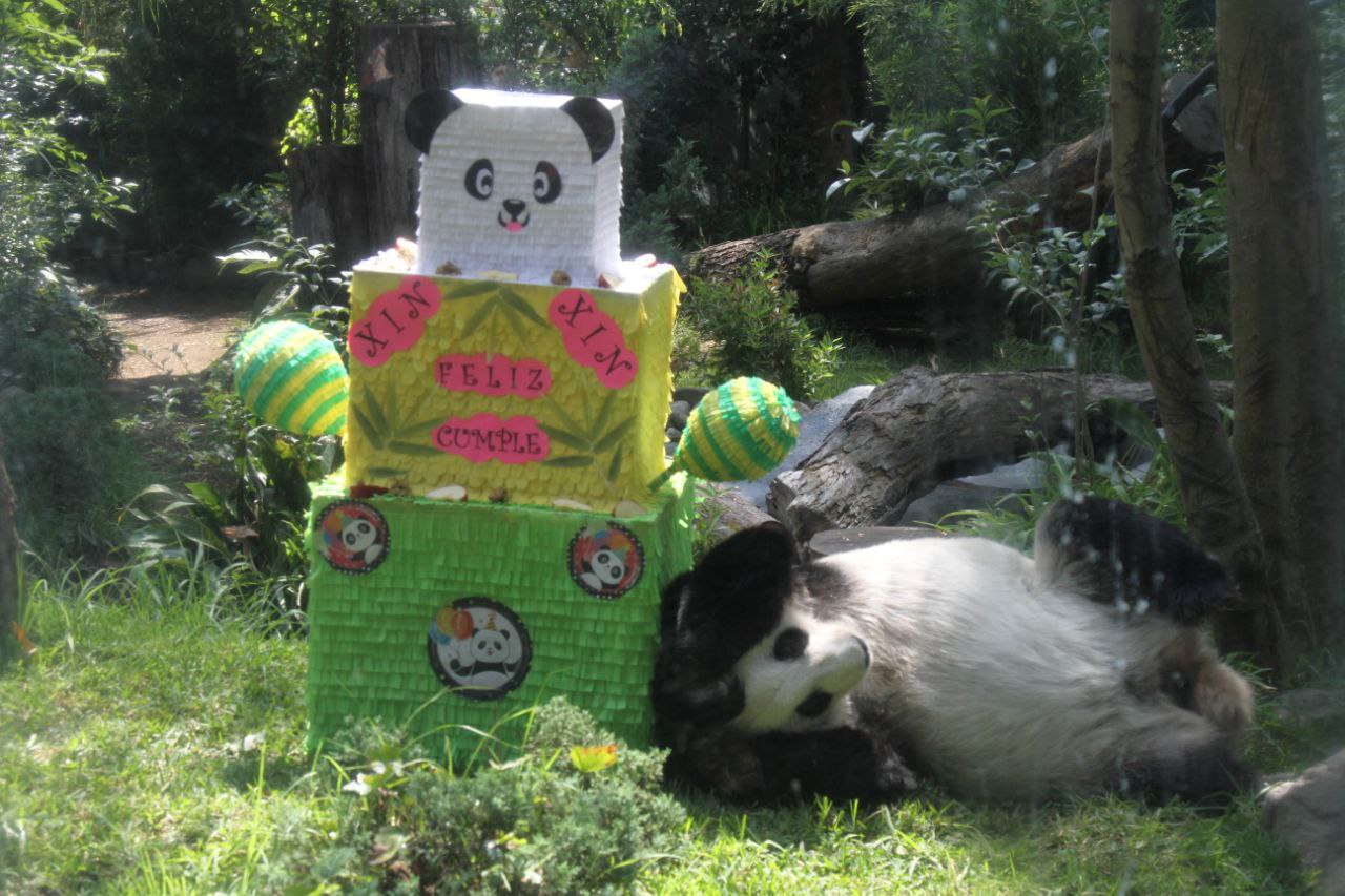 Celebra la panda gigante del Zoológico de Chapultepec, Xin Xin, 33 años de vida