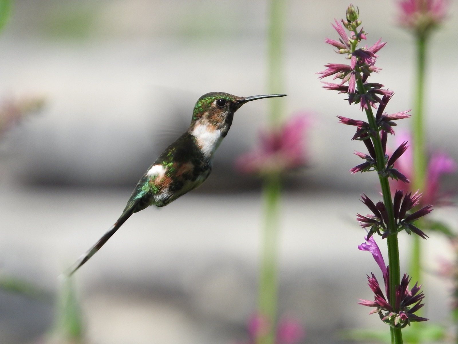 Registra SEDEMA avistamientos de dos especies de colibríes