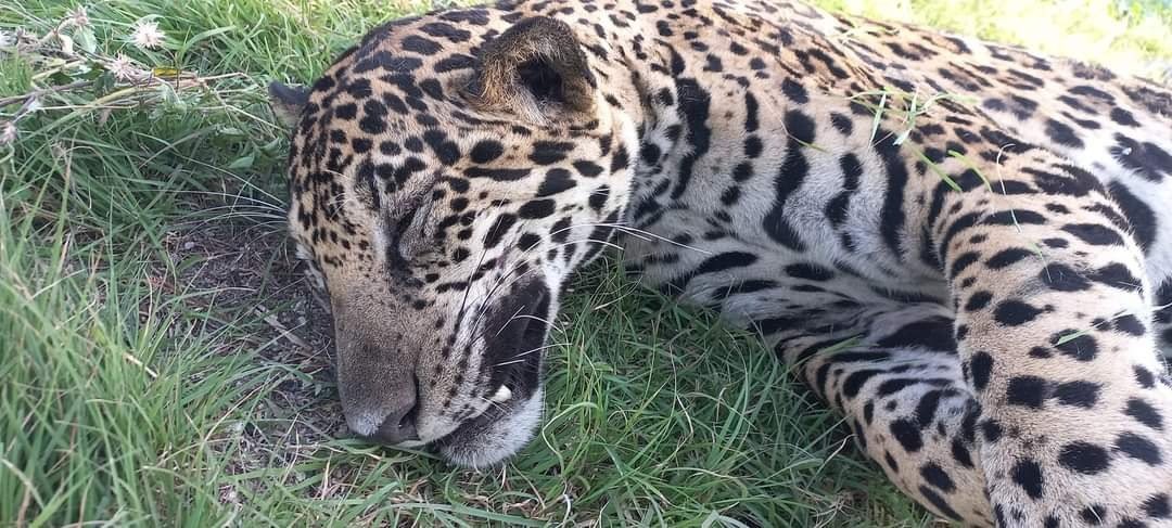 Jaguar es atropellado en carretera de Quintana Roo