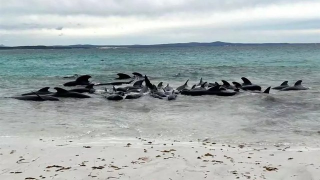 Mueren 51 ballenas varadas en playas de Cheynes, Australia