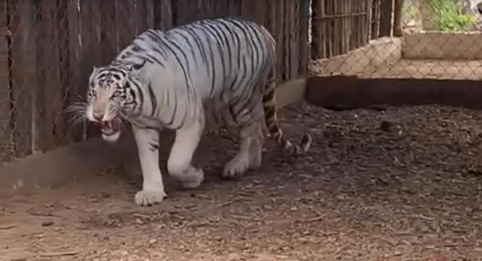 Sanctuary Ostok rescata fauna del 'Zoológico La Pastora'